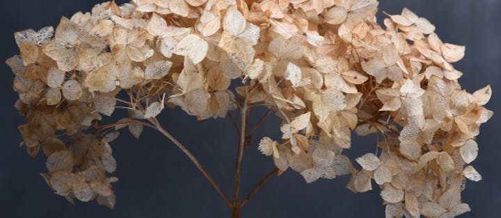 Hortensia bliver ved med at være smukke: Først ændrer de farve, og siden tørrer blomsterne ind og bliver brune og papiragtige