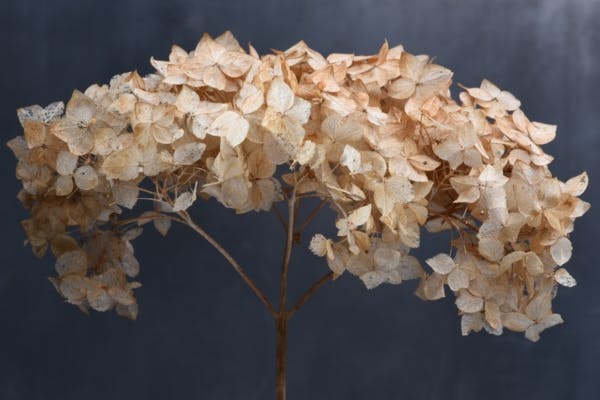 Tørret hortensia er smuk som evighedsblomster i buket