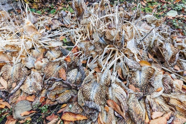 Vissen hosta