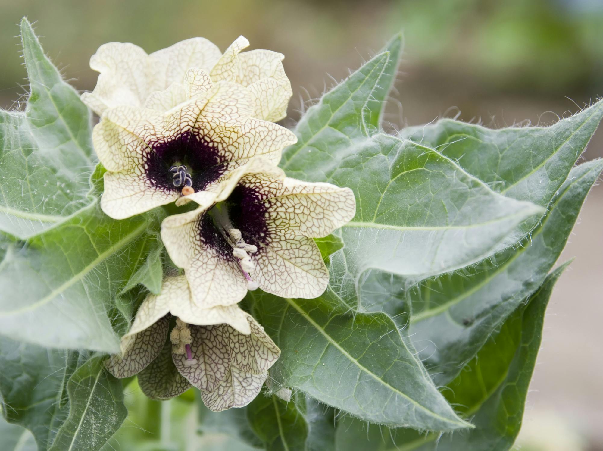 Bulmeurt er en fin plante, der har sammenvoksede, lysebrune kronblade med lilla filigranmønster på.