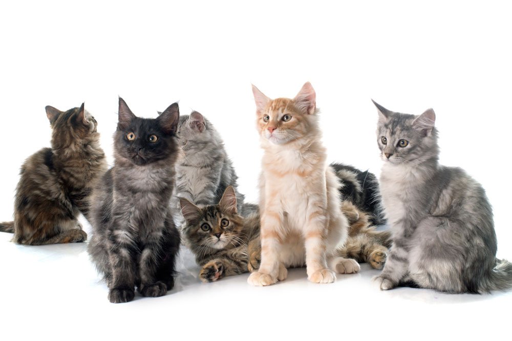 19 katte, der koster en formue -