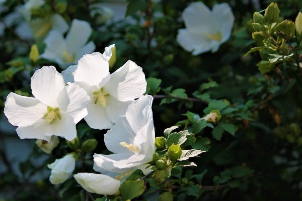 Hibiscus syriacus - syrisk rose - i en smuk, hvid farve. 