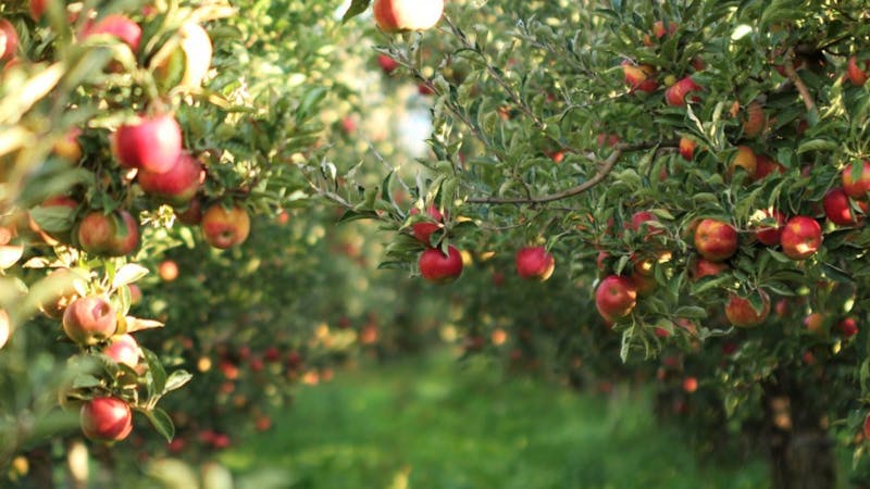 Beskæringsarbejdet er nemt klaret, når du har plantet et nyt æbletræ. Beskæring af æbletræ