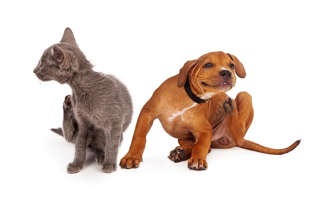 Allergi hunde og katte | kæledyr kan også have allergi |