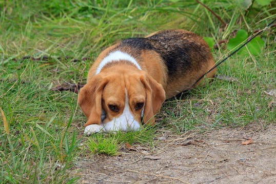 Dyrlæge advarer: Dødelig hundevirus fundet i hvalpe på