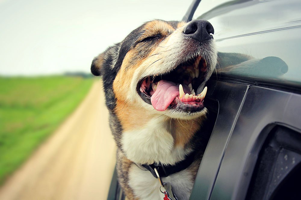 roterende synge abstraktion Hunde i biler | 3 grunde til at din hund elsker at køre bil | idényt