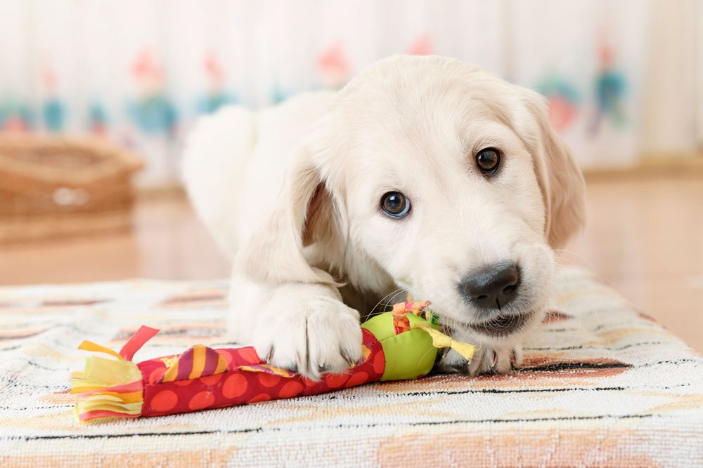 blanding praktisk æggelederne Sådan påvirker hunden dit hjem