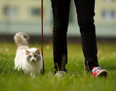 forligsmanden Advarsel Dam Sjove og nyttige facts om katte | idényt