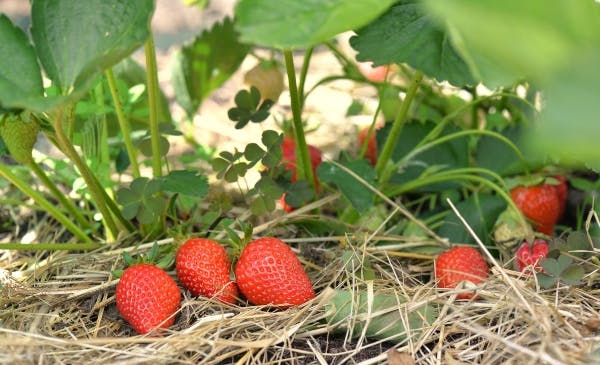 jordbær plante