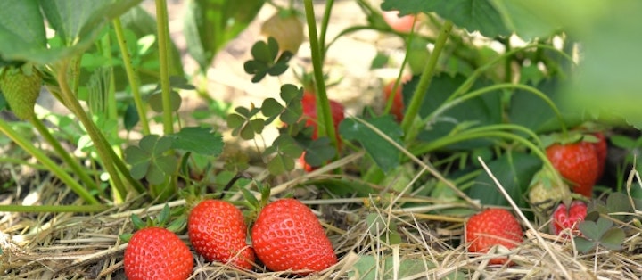 jordbær plante