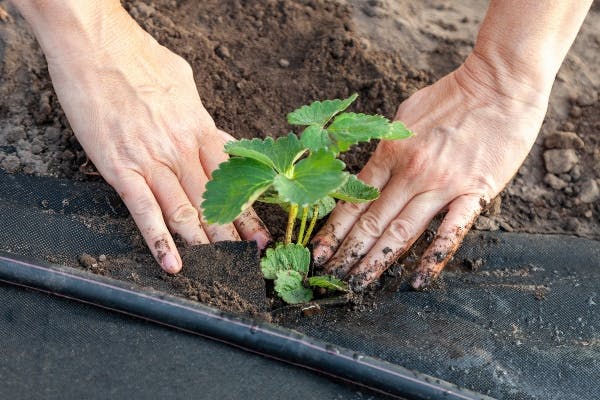 Jordbær plante stikling