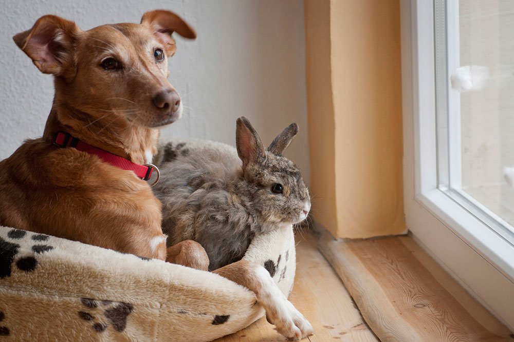 velsignelse Hub venlige Det skal du vide før du sætter kaninen sammen med din hund eller kat -  idenyt