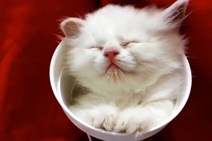 Disse mærke punktum Video: Kattes vanvittige sovestillinger