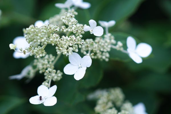 Blomst på klatrehortensia