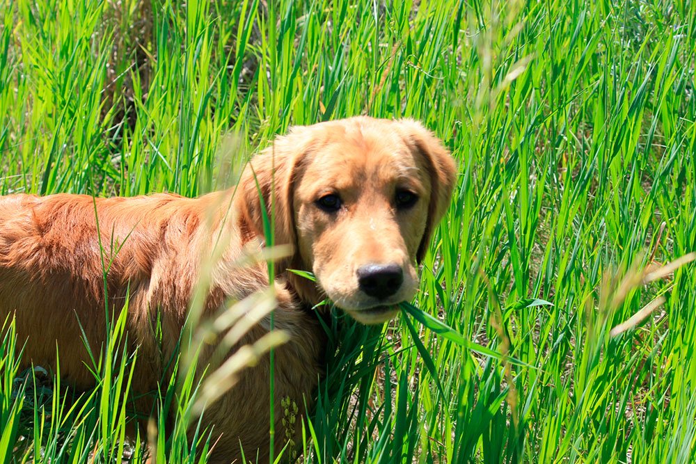 Mere Belyse faldt Hvorfor spiser hunde græs og tager de skade af det? | idényt