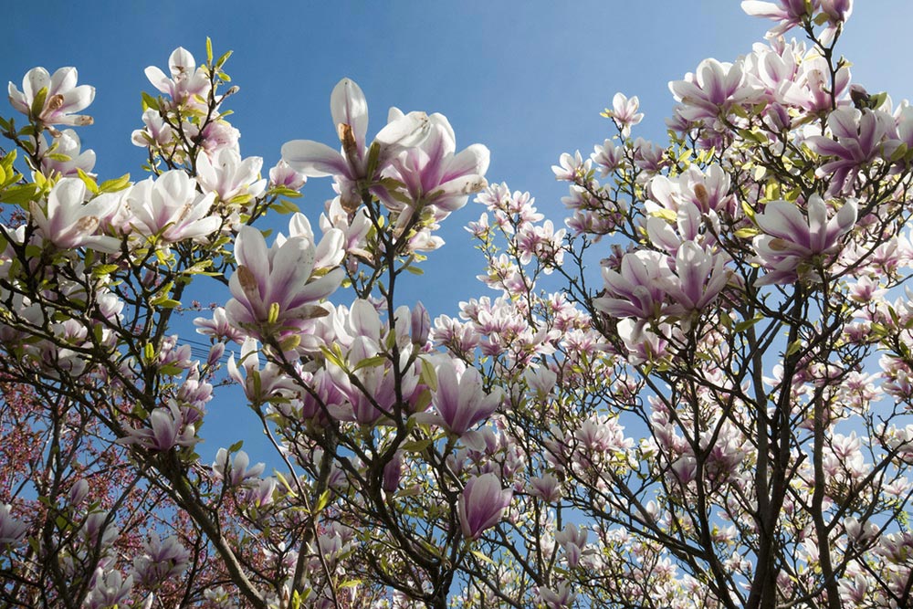 Andre steder Næsten død i dag Magnolia træ | Tulipantræ | Magnolietræ - Få succes med havens stolthed