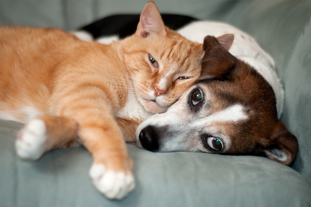 Hunde- og kattepension: skal jeg overveje?