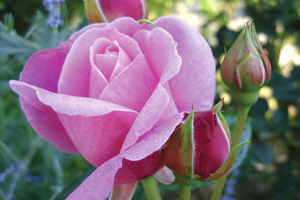 Smukke til rosenhaven