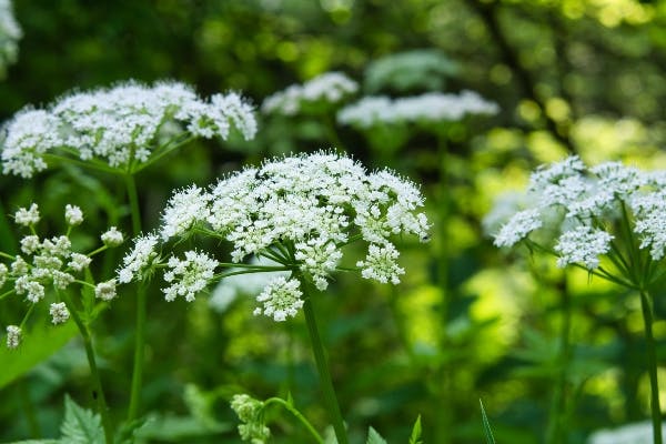 Skvalderkål i blomst