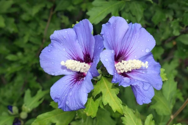 Hibiscus syriacus - syrisk rose - i sorten blue bird. Dens fine rødlige indre omkredses af smukke, blå kronblade. 