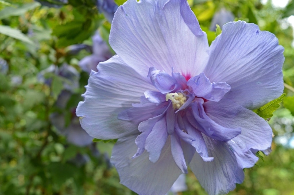 Hibiscus syriacus - syrisk rose - i sorten blue chiffon. Den har en smuk, karakteristisk blå nuance, som vil blomstre flot et lunt og vindstille sted i haven.