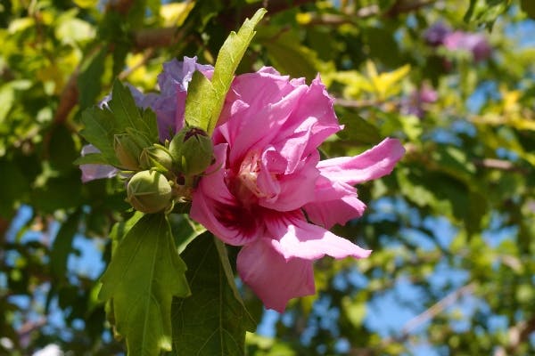 hibiscus syriacus - syrisk rose - i sorten pink chiffon.