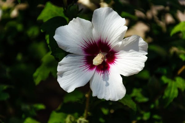 Hibiscus syriacus - syrisk rose - i sorten red heart.