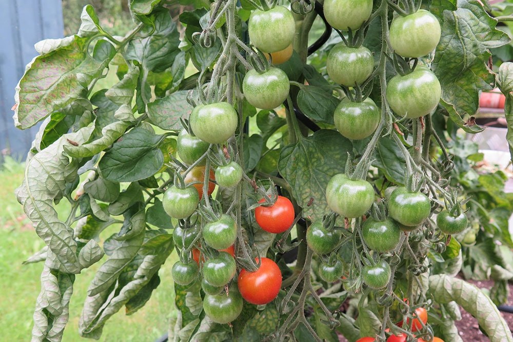 Tomatplanter Høst Få Mest Muligt Ud Af Høsten Idényt 