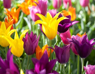 Plant forskellige tulipaner i din hav