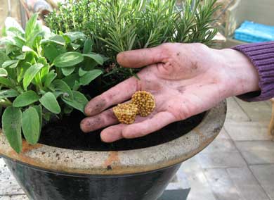 vogn Give Rustik Gødning til planter i krukker | idényt