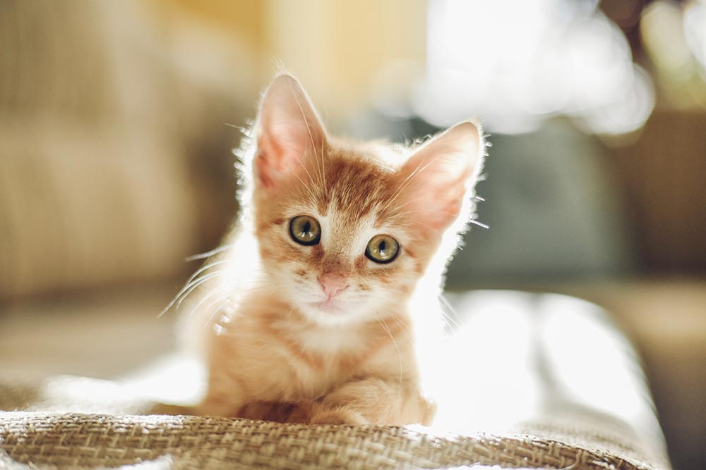 endelse Biprodukt finansiel 10 uundgåelige og sjove sandheder om katte - idenyt