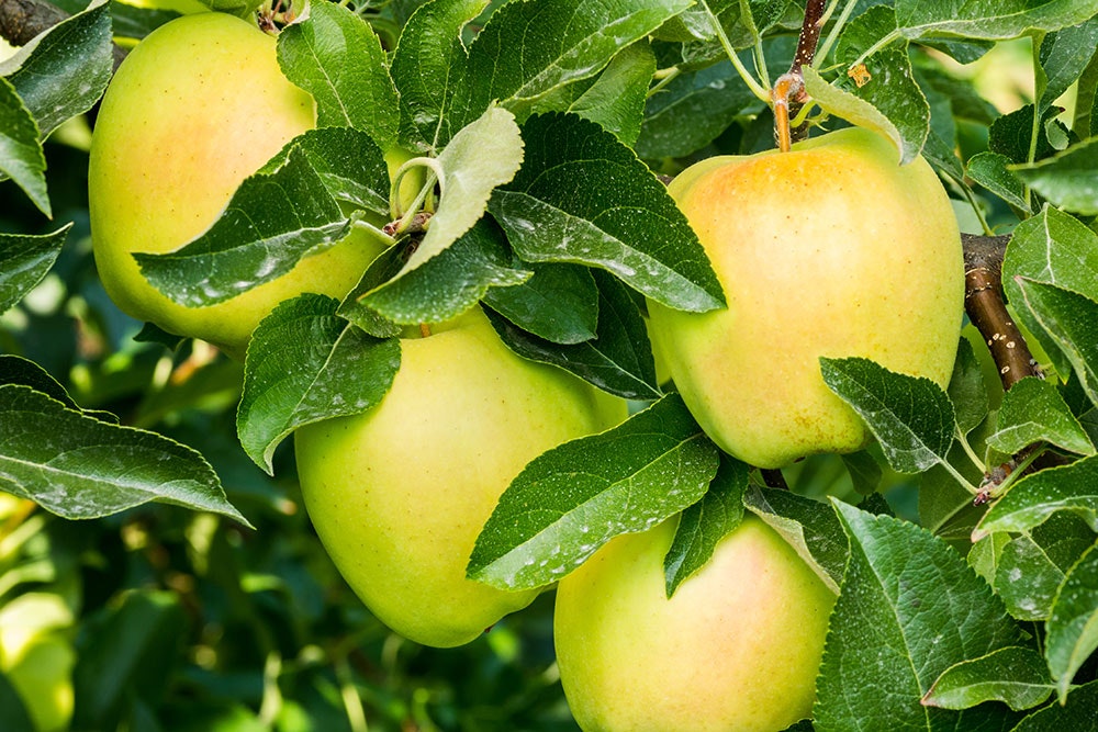Lover Ristede Dyster Vælg et æbletræ, der passer til din haves størrelse | idényt