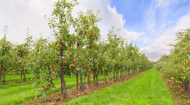 Aske bånd Kammer 10 tips til sunde æbletræer og velsmagende æbler | idényt
