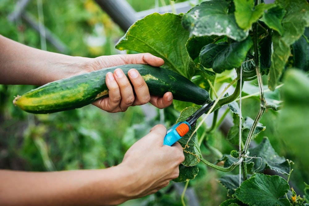 sfærisk løn Have en picnic Tip til drivhuset: Gammelt trick sikrer dig hjemmedyrkede agurker hele  sæsonen - idenyt