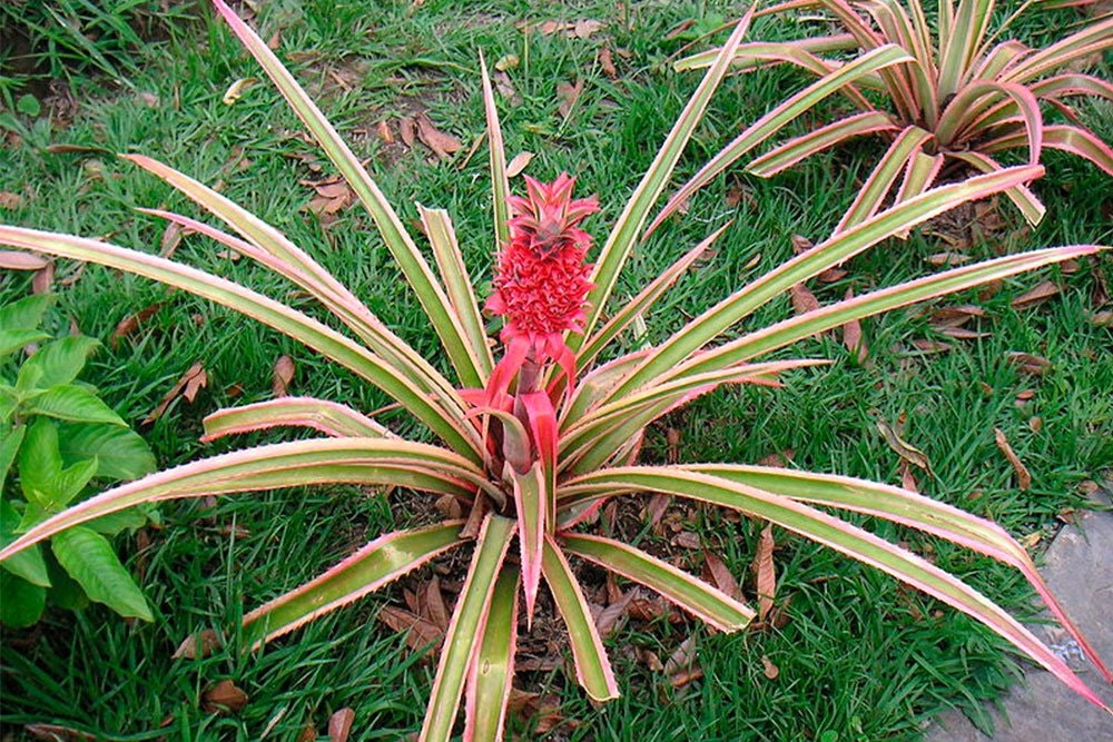 Anti-snorkeplanten - kan denne ananasplante | idényt