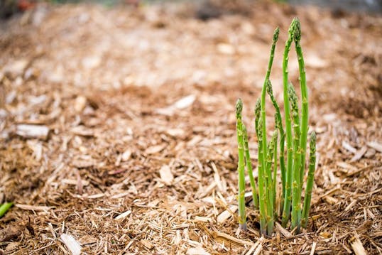 Nem asparges dyrkning i haven idényt
