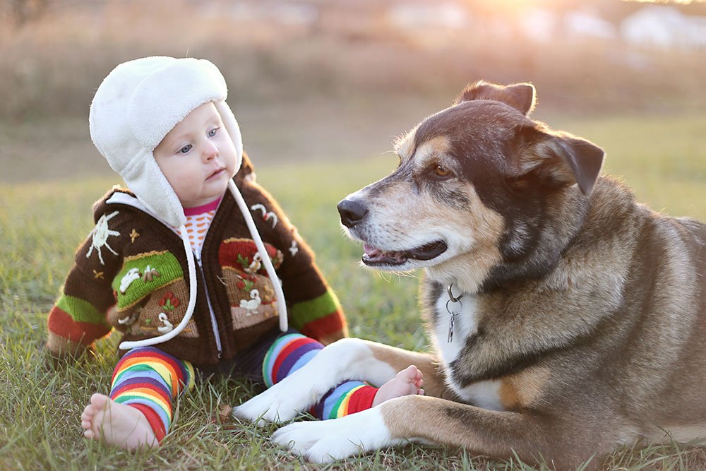 Hund og baby sådan introducerer du din hund for et nyfødt | idényt