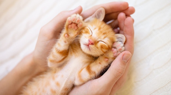 en sød kat i hånden
