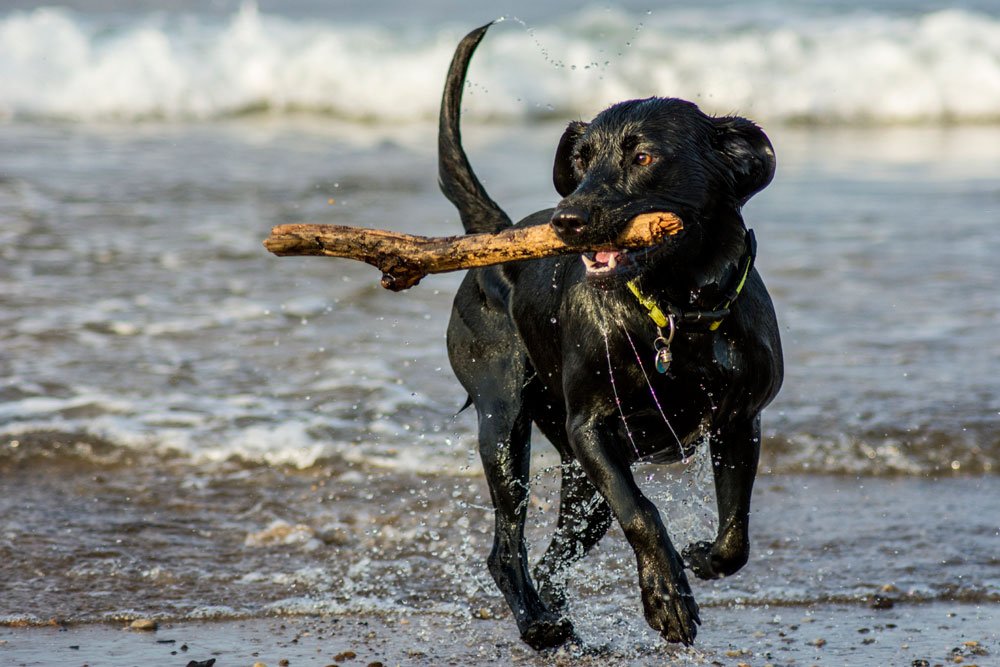 tandlæge kontoførende Pekkadillo Sådan må reglerne når du vil have din hund med på stranden