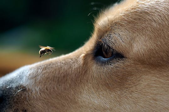 Det skal du gøre, hvis hund bliver stukket af en bi | idényt