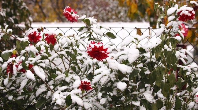 sne på blomsterne