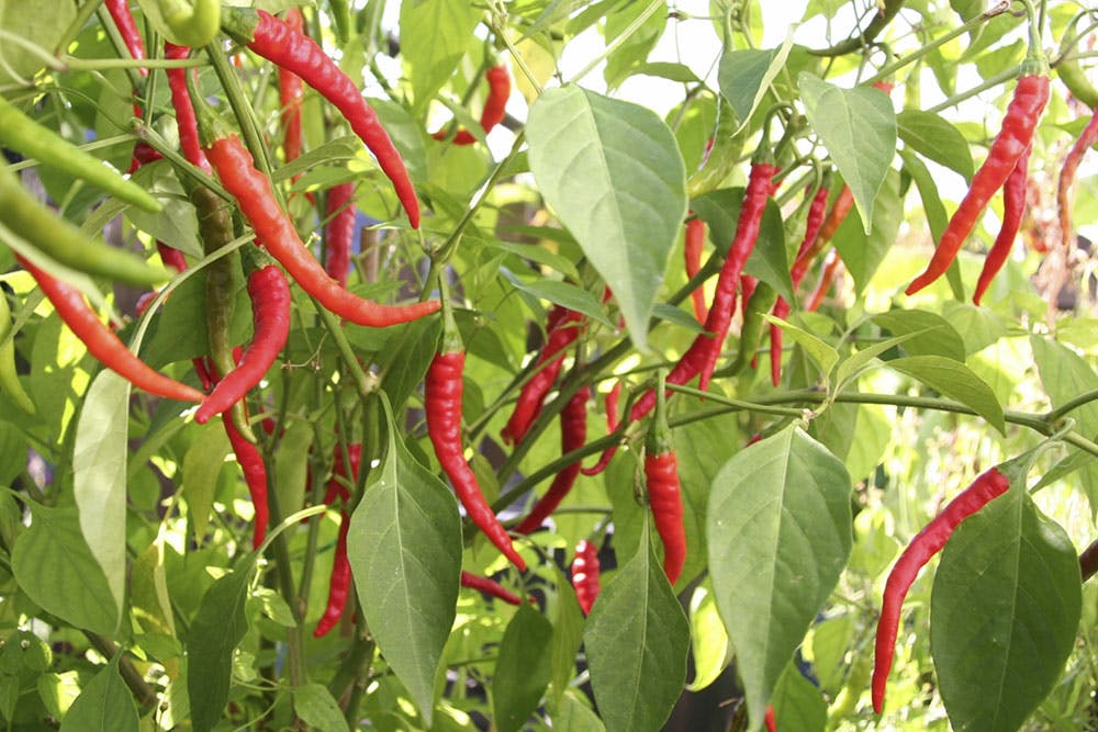 Chiliplanter er nemme at dyrke - om vinteren