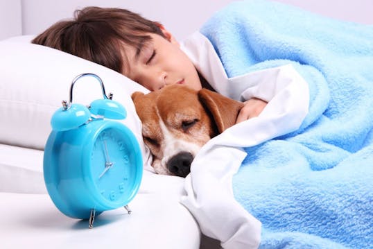 i sengen | Din hund og kat bør ikke sove sengen idényt