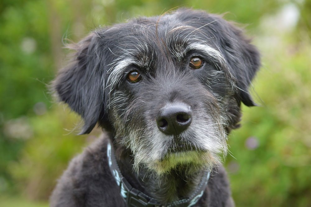 Hvis din hund fået grå pels, kan det betyde at den er stresset - idenyt