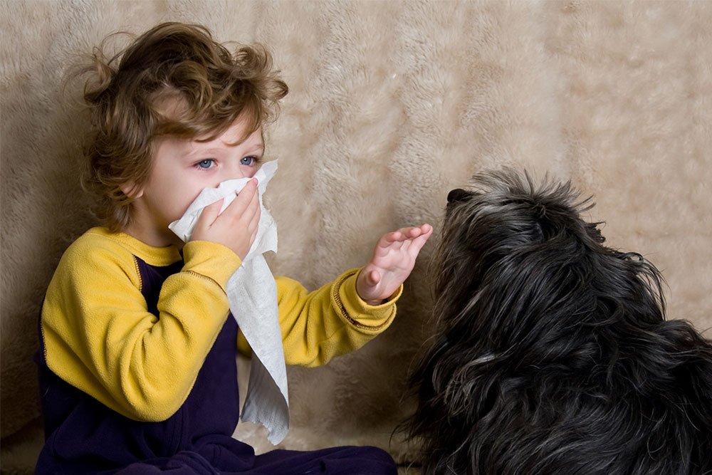 Allergivenlige | Her er de allergivenlige hunde | idényt
