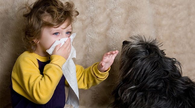 Allergivenlige hunderacer | Her allergivenlige hunde | idényt