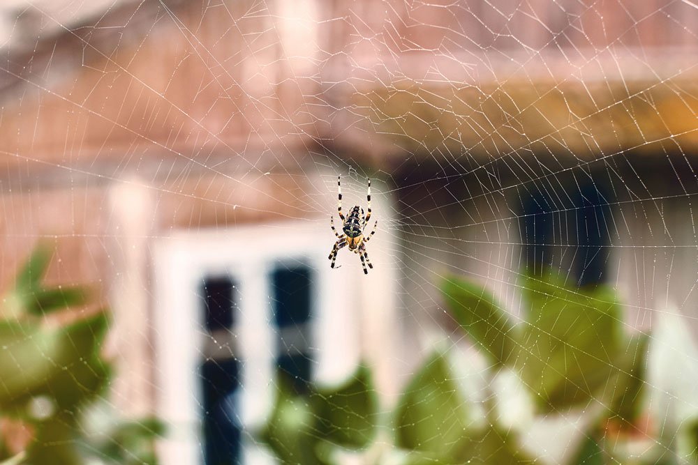 Array rutine Forventer 6 trin til at slippe angsten for edderkopper | idényt