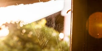 7 edderkopper der bor i dit hus