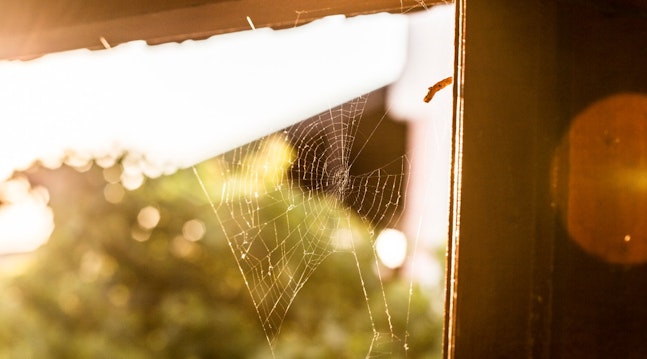 7 edderkopper der bor i dit hus