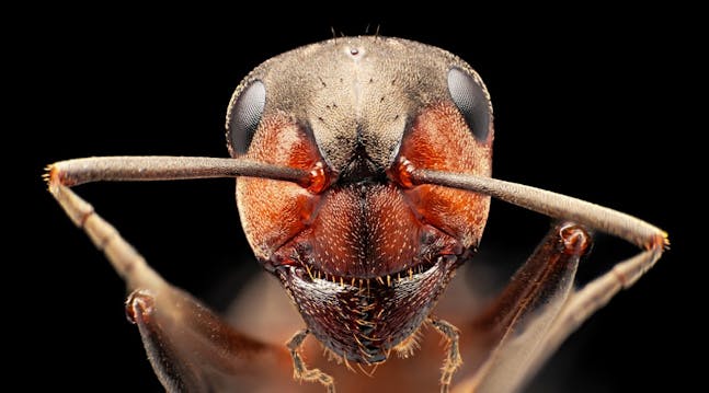 nærbillede af myre